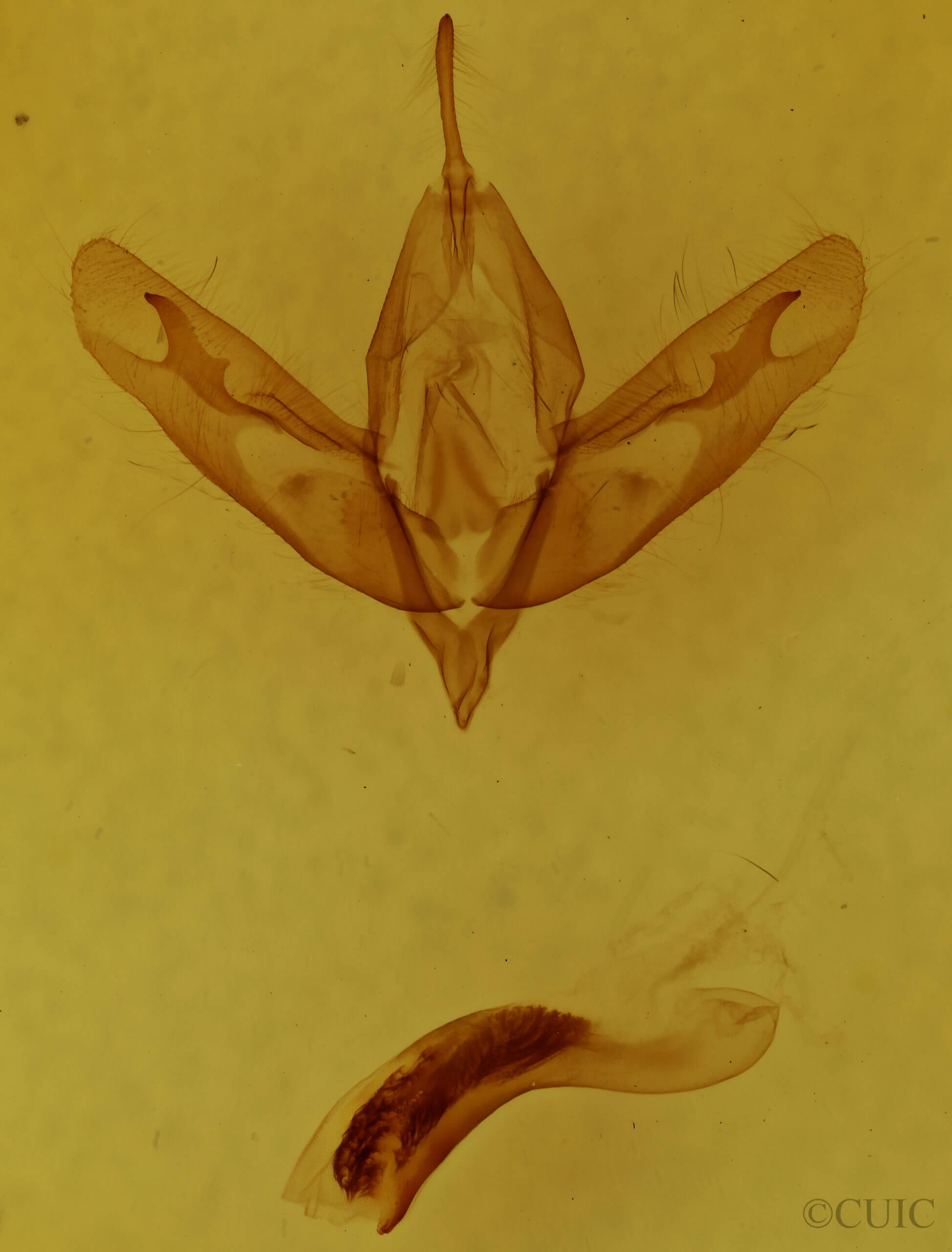 genitalia view of adult Acronicta haesitata