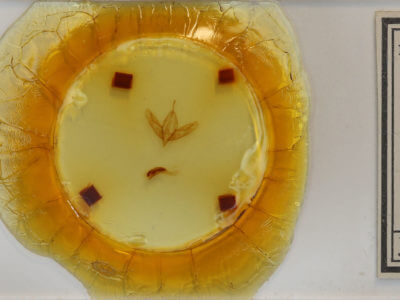 slide view of adult Acronicta haesitata