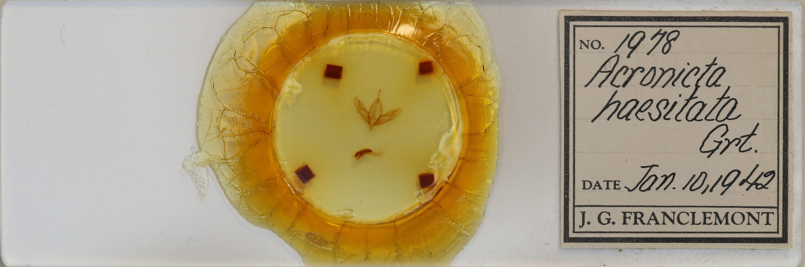 slide view of adult Acronicta haesitata