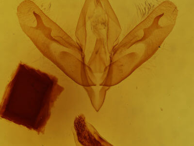 genitalia view of adult Acronicta haesitata