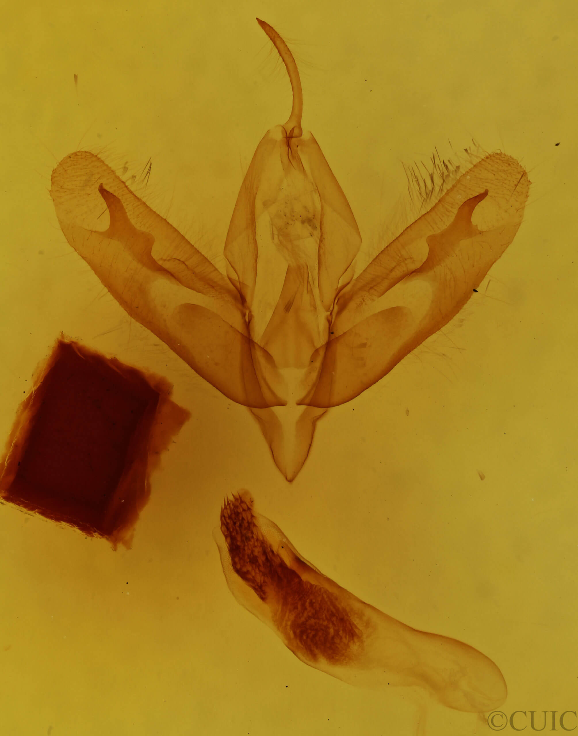 genitalia view of adult Acronicta haesitata