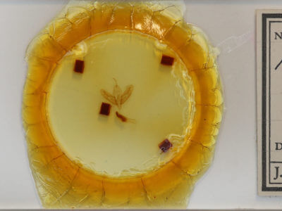 slide view of adult Acronicta haesitata