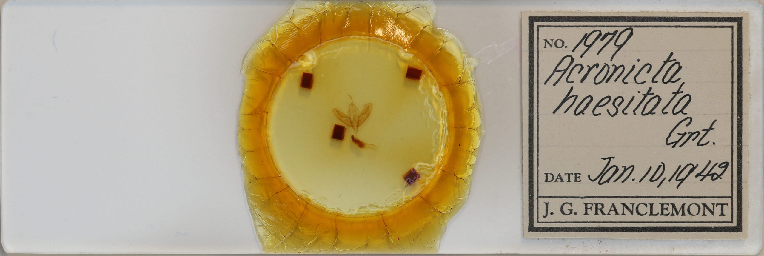 slide view of adult Acronicta haesitata