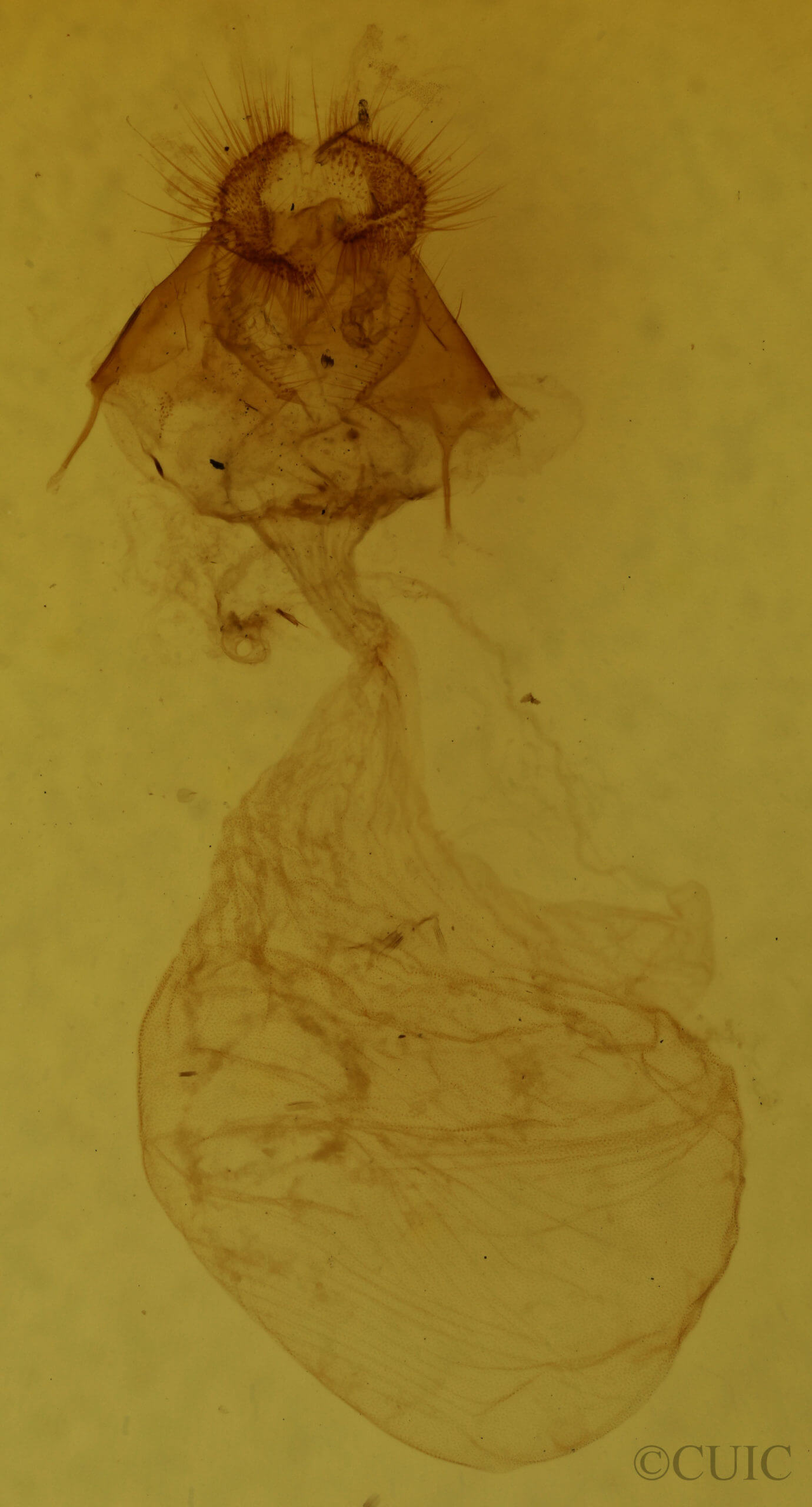 genitalia view of adult Acronicta haesitata