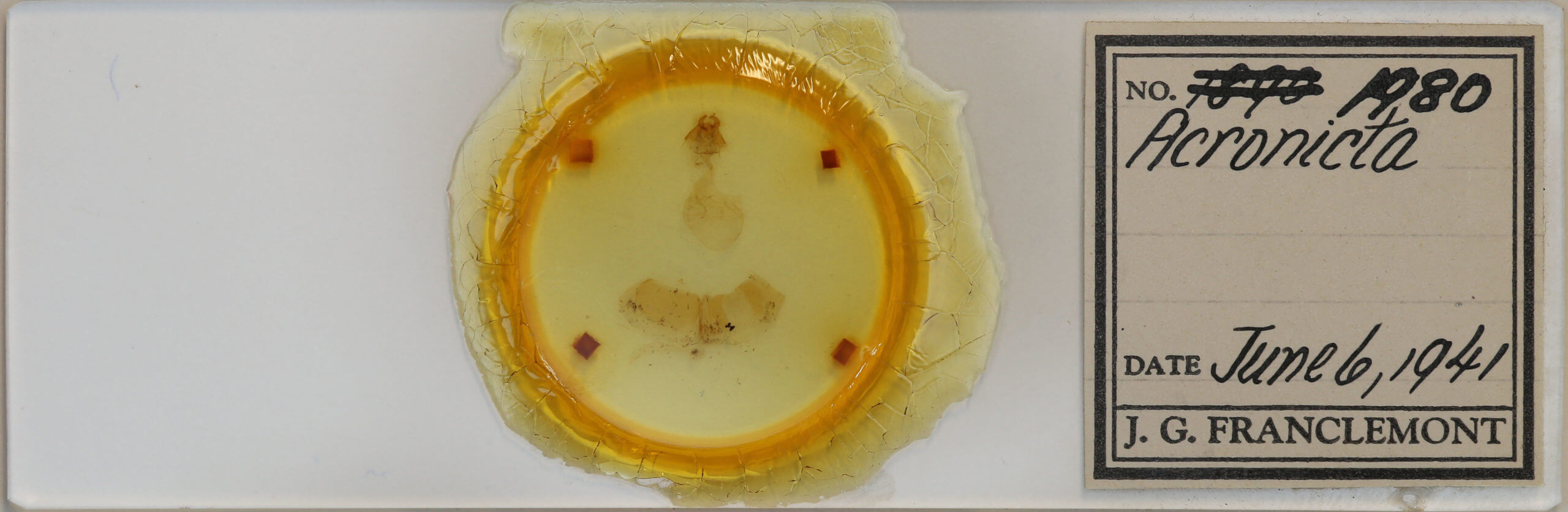 slide view of adult Acronicta haesitata