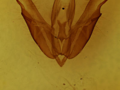 genitalia view of adult Acronicta hasta