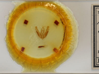 slide view of adult Acronicta hasta