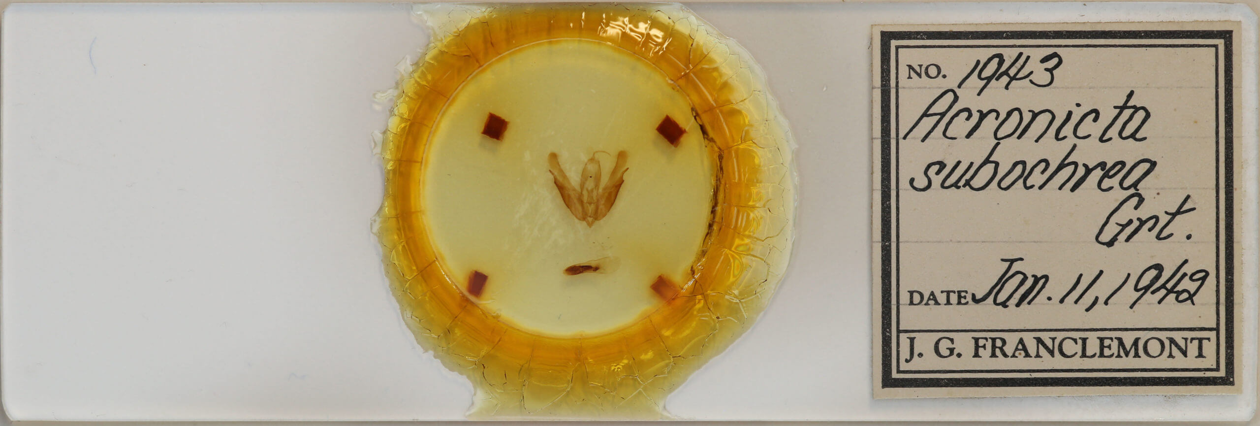 slide view of adult Acronicta hasta