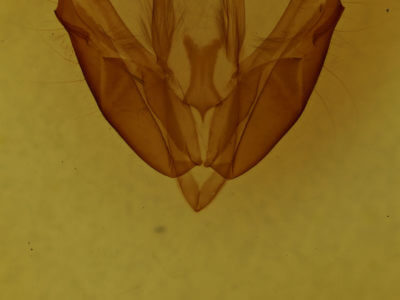 genitalia view of adult Acronicta hasta