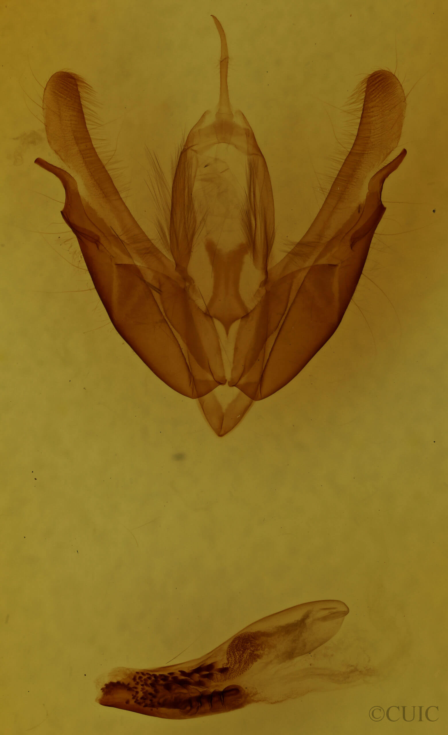 genitalia view of adult Acronicta hasta