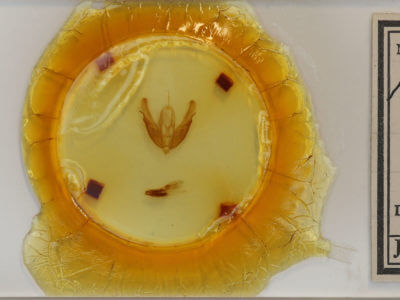 slide view of adult Acronicta hasta