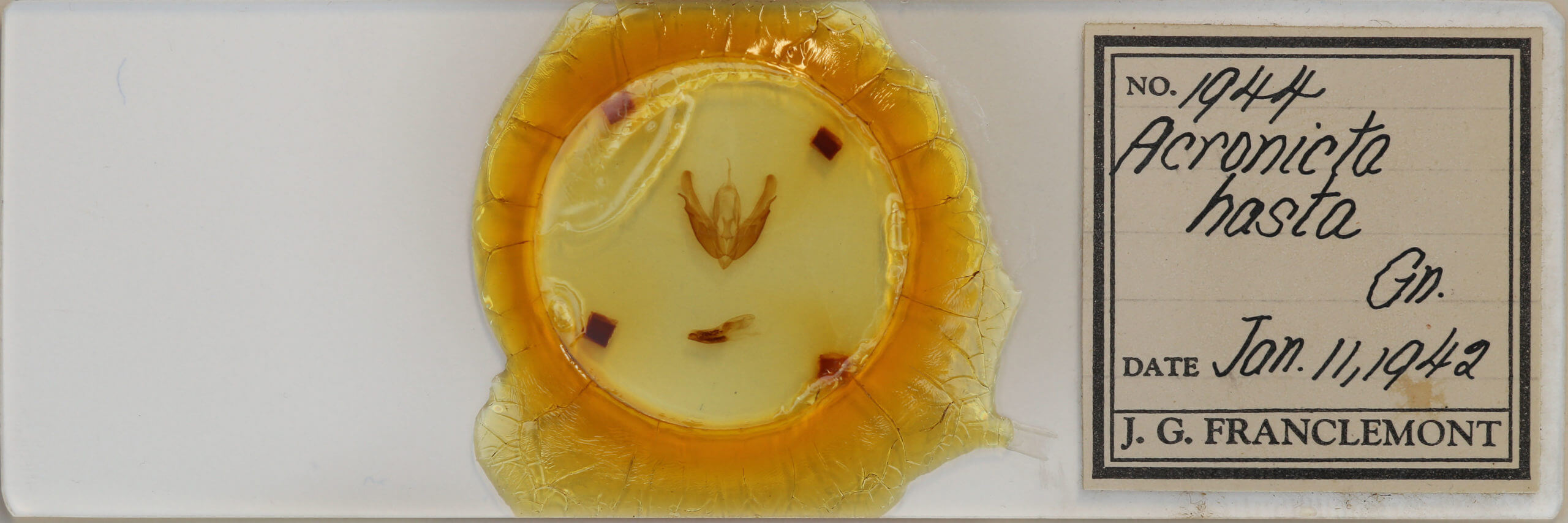 slide view of adult Acronicta hasta