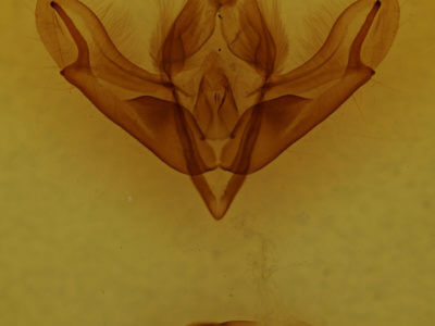 genitalia view of adult Acronicta impleta