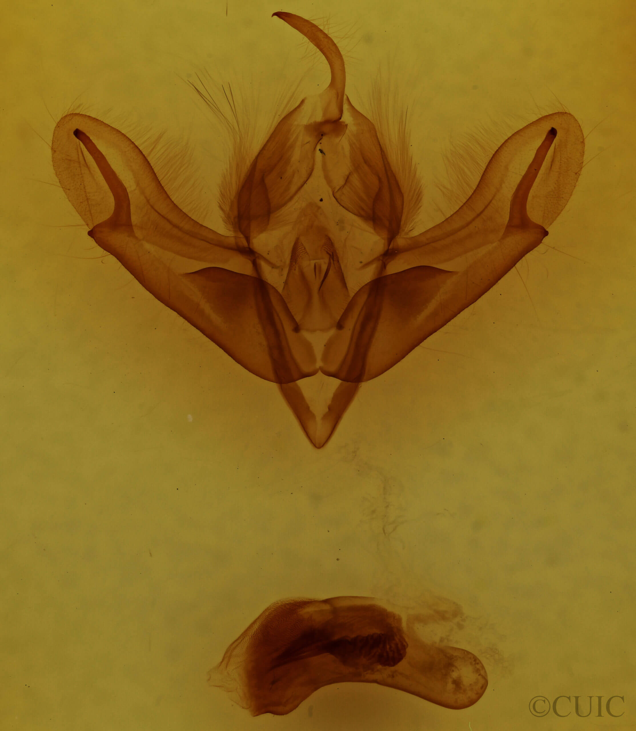 genitalia view of adult Acronicta impleta