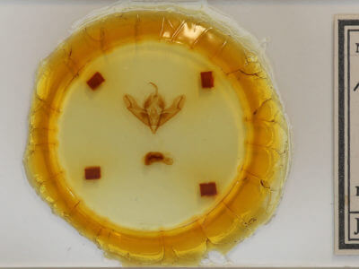 slide view of adult Acronicta impleta