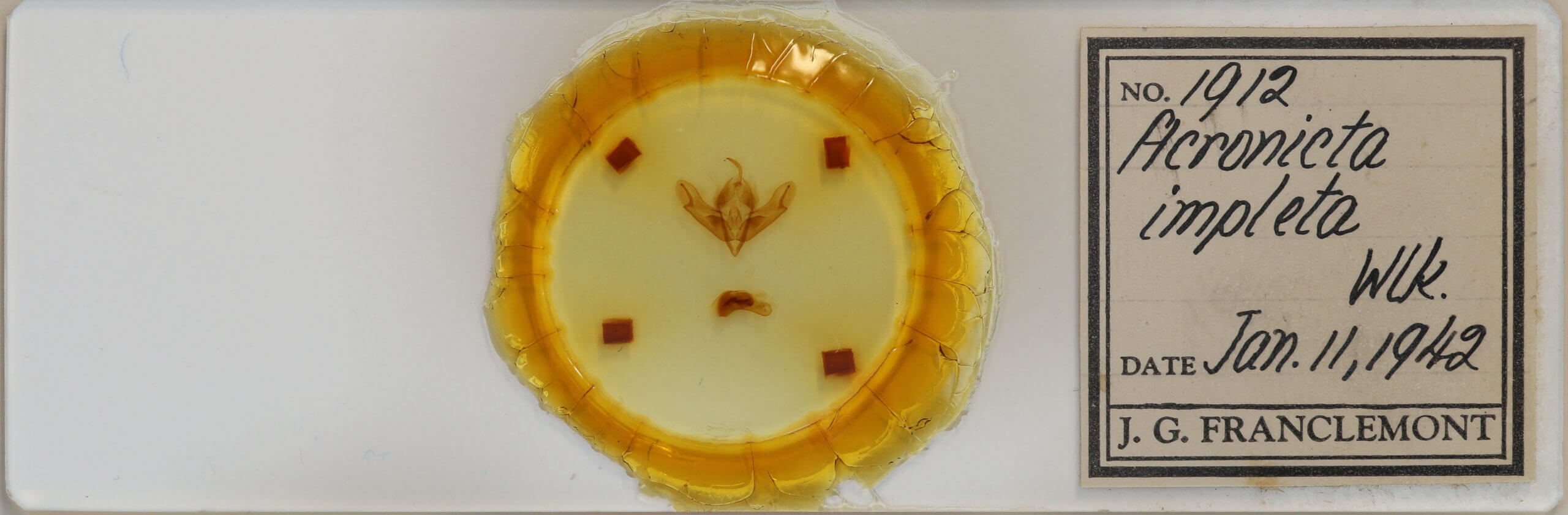 slide view of adult Acronicta impleta