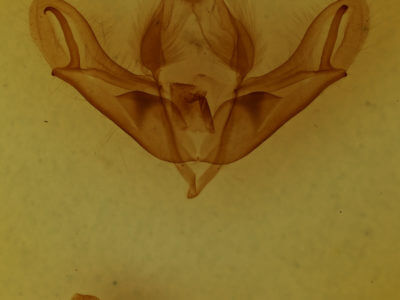 genitalia view of adult Acronicta impleta