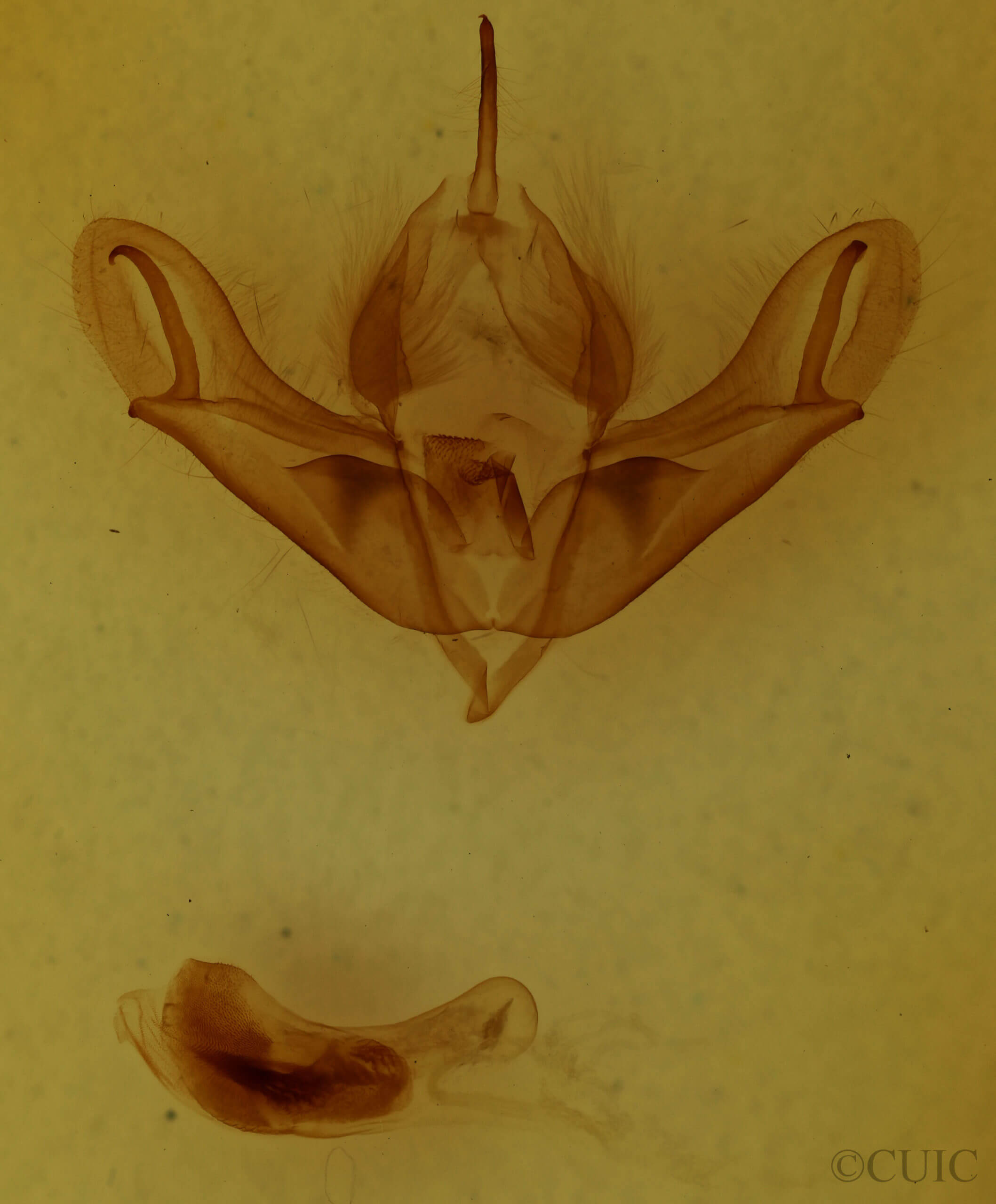 genitalia view of adult Acronicta impleta