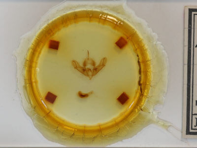 slide view of adult Acronicta impleta