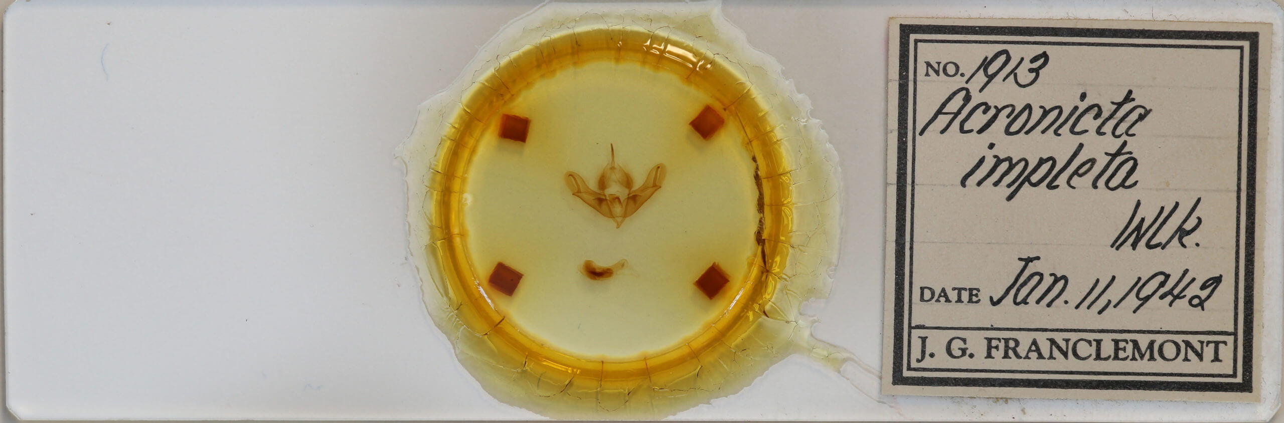 slide view of adult Acronicta impleta