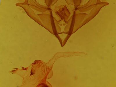 genitalia view of adult Acronicta impressa