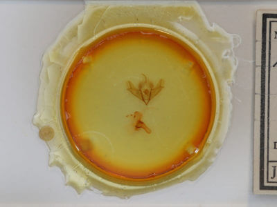 slide view of adult Acronicta impressa