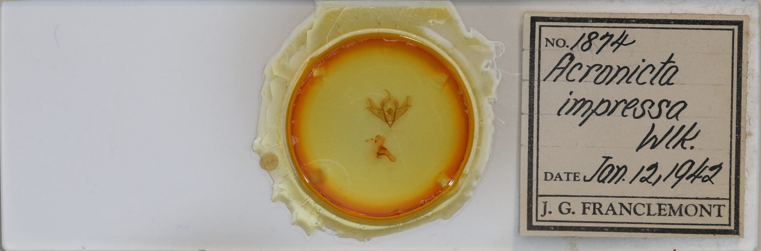 slide view of adult Acronicta impressa