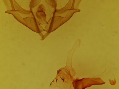 genitalia view of adult Acronicta impressa