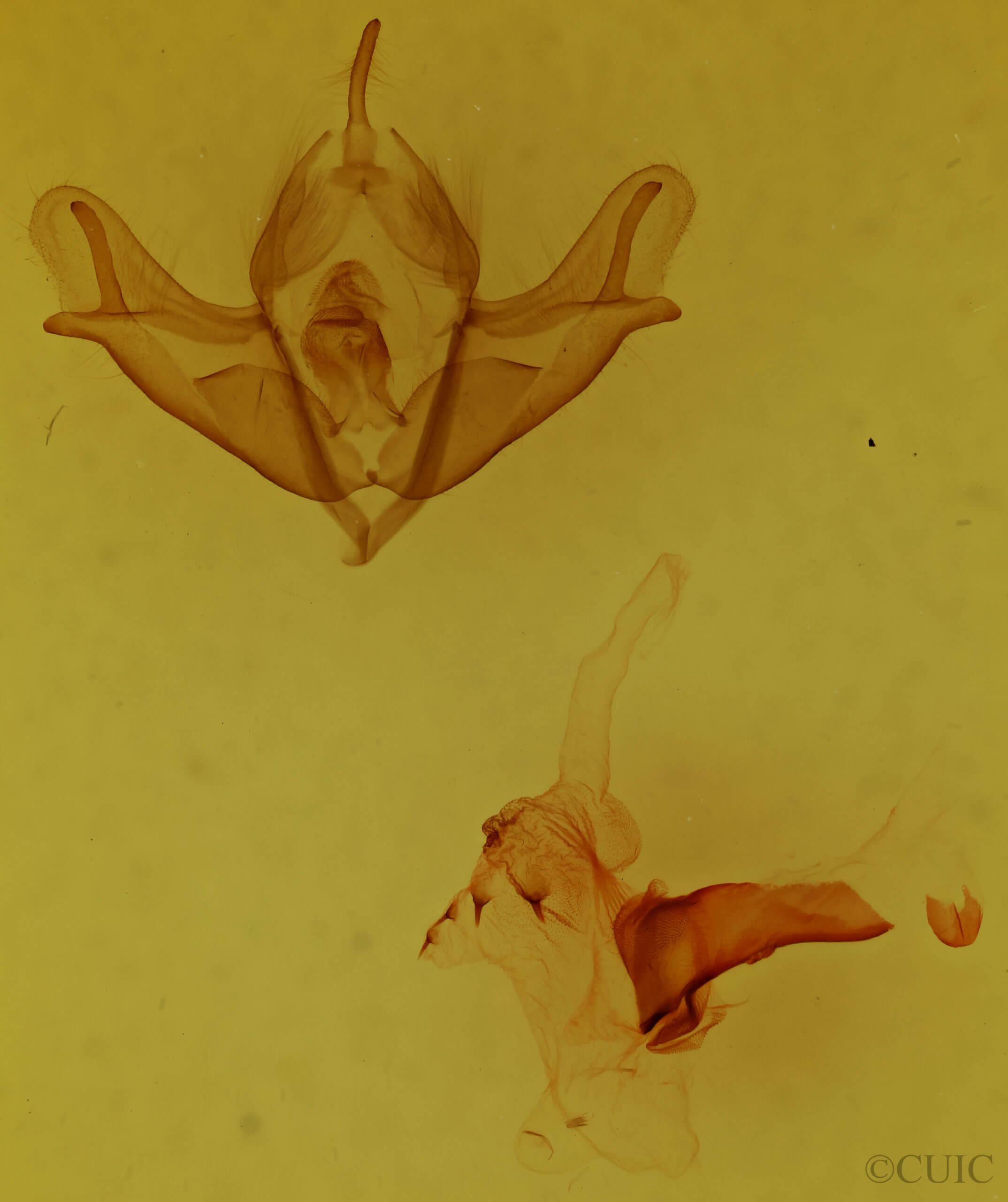 genitalia view of adult Acronicta impressa