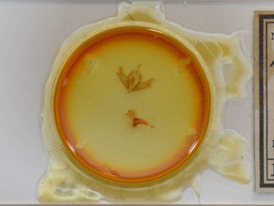 slide view of adult Acronicta impressa