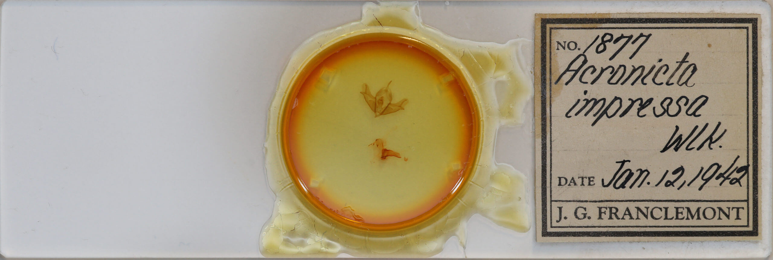 slide view of adult Acronicta impressa