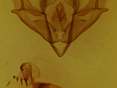 genitalia view of adult Acronicta impressa