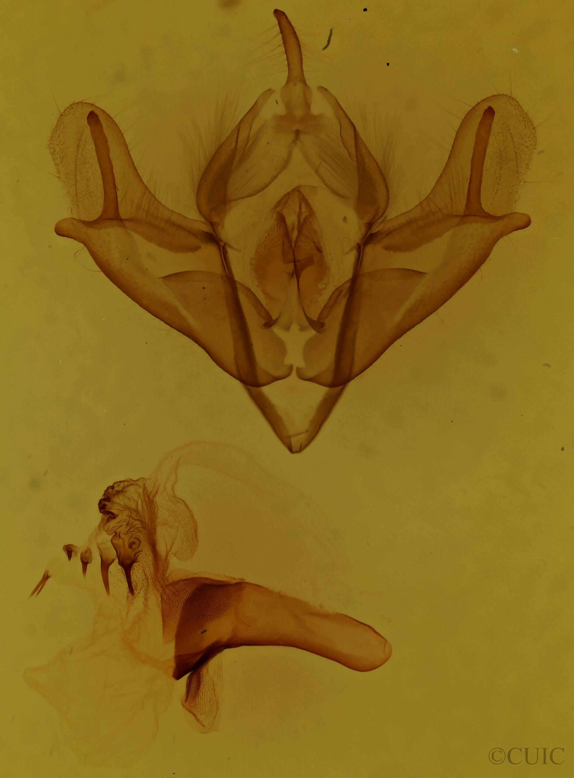 genitalia view of adult Acronicta impressa