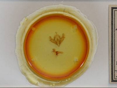 slide view of adult Acronicta impressa