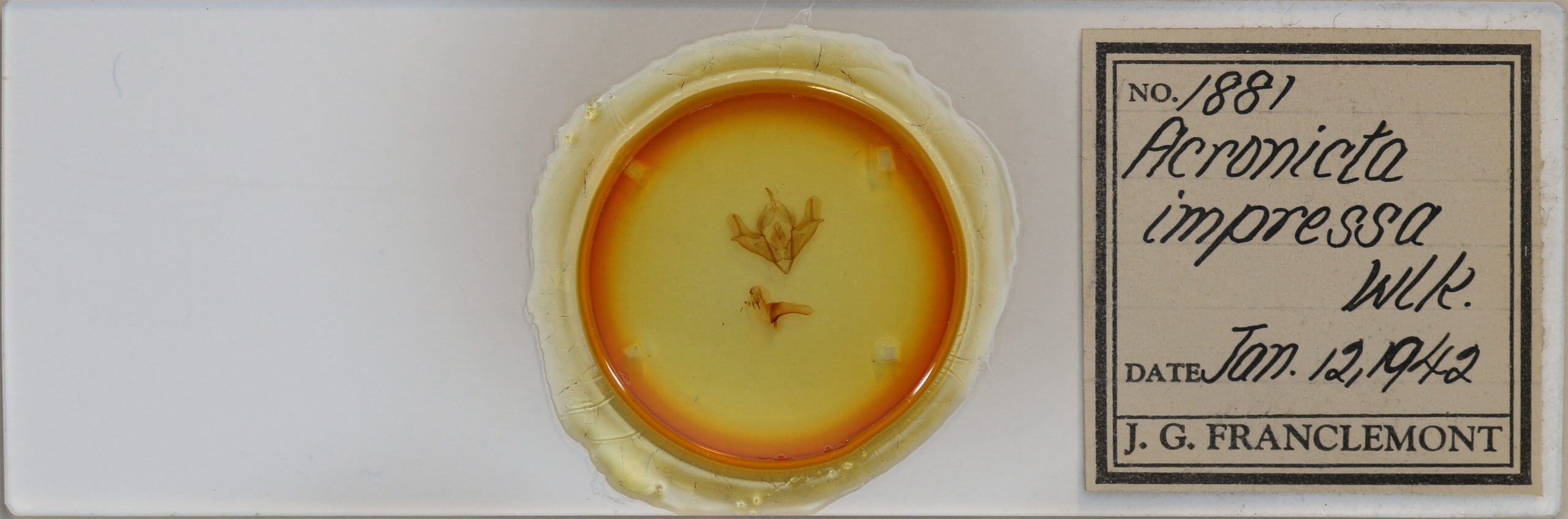 slide view of adult Acronicta impressa