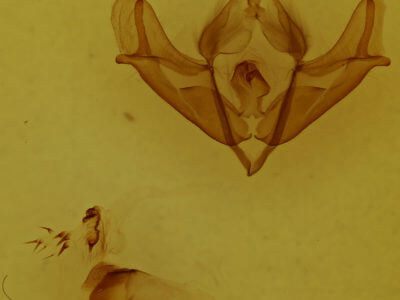 genitalia view of adult Acronicta impressa