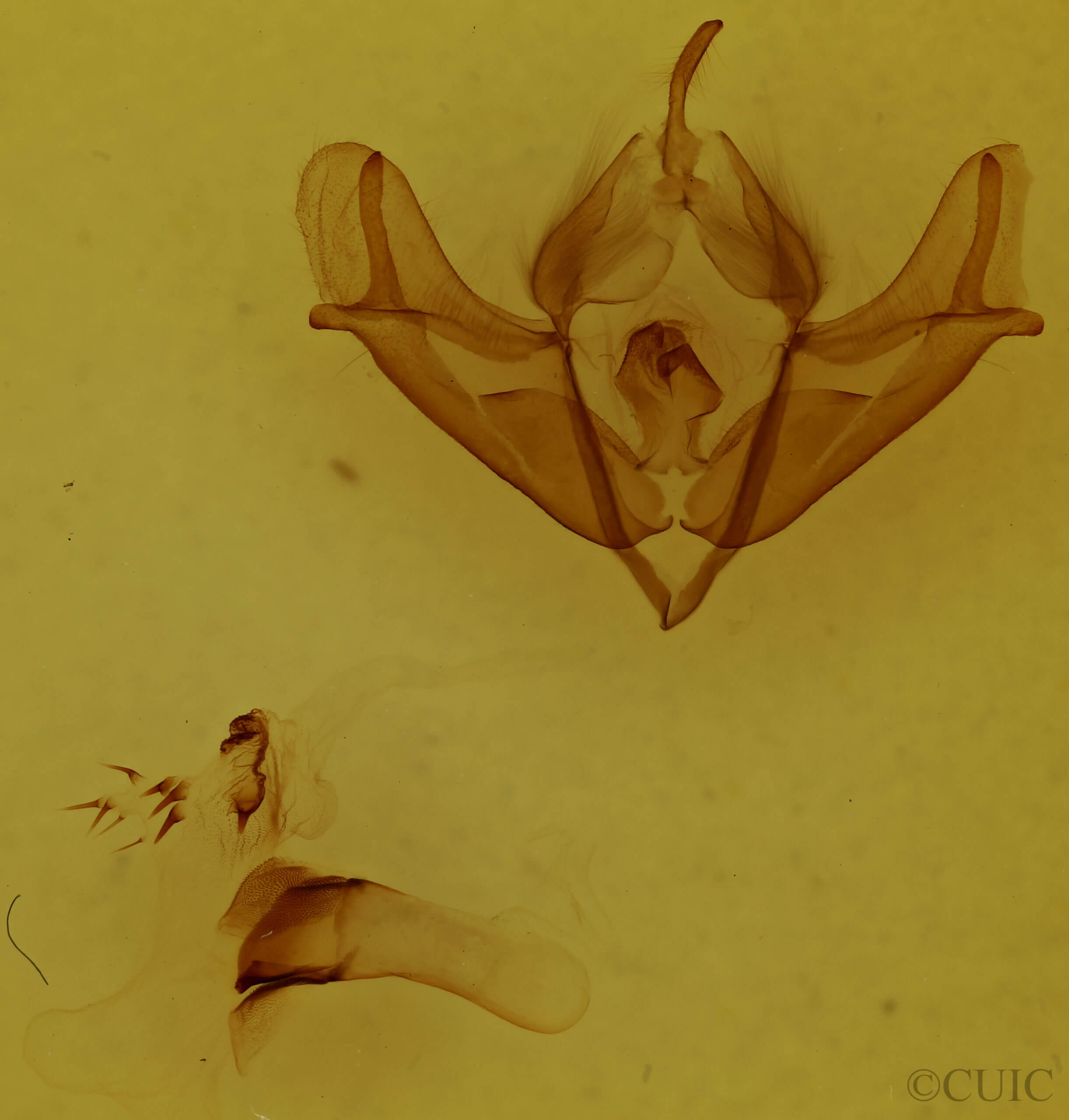 genitalia view of adult Acronicta impressa