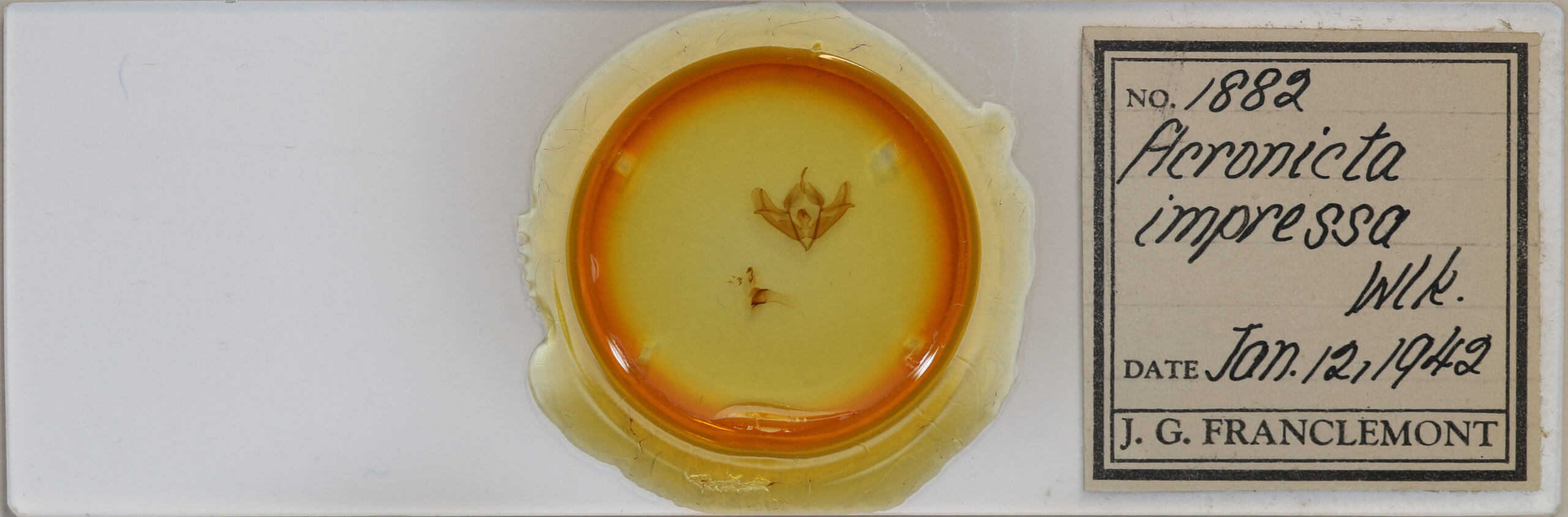 slide view of adult Acronicta impressa