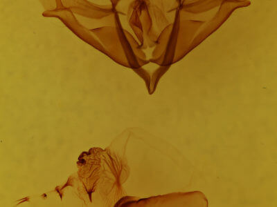 genitalia view of adult Acronicta impressa