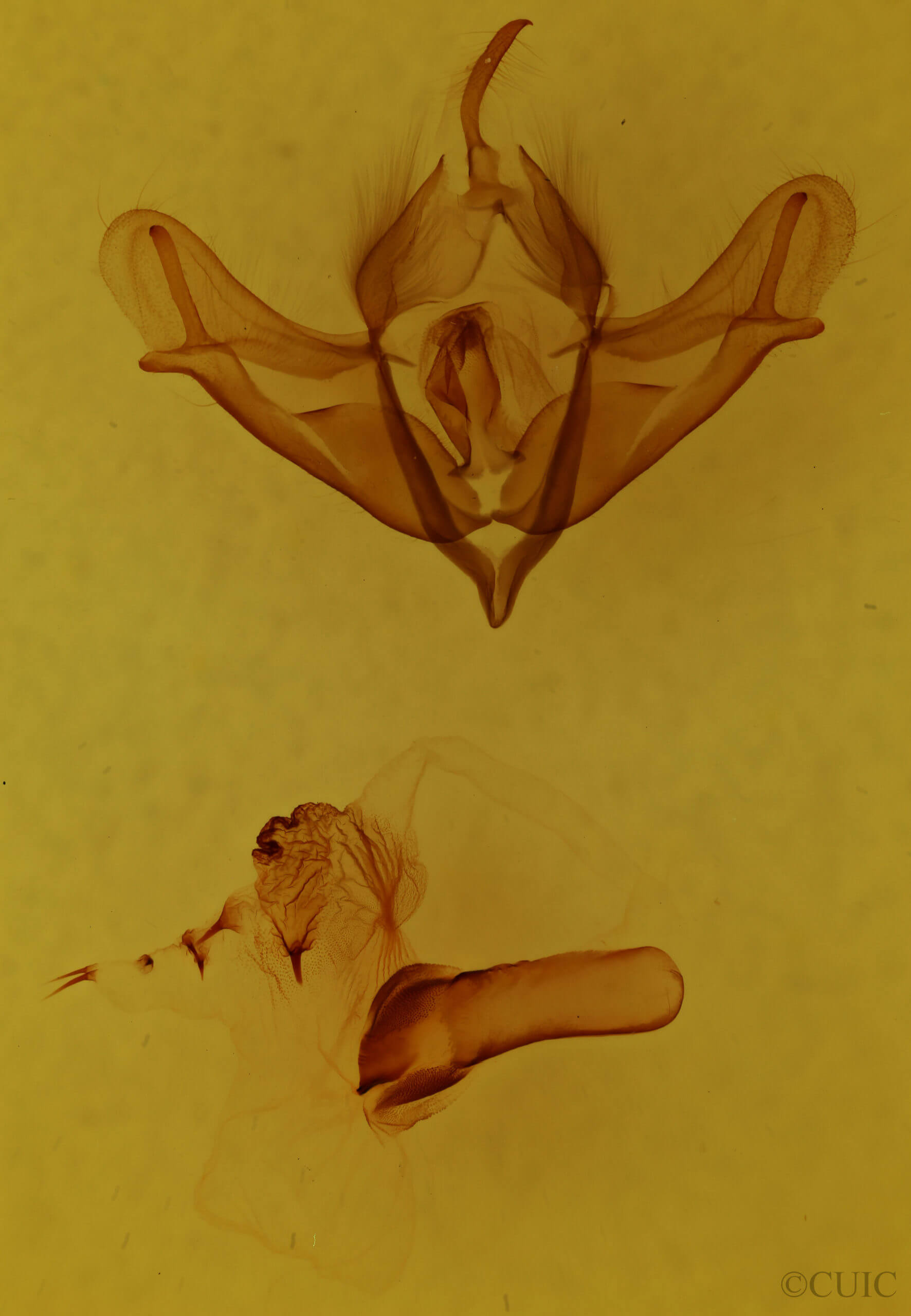 genitalia view of adult Acronicta impressa