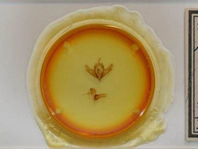 slide view of adult Acronicta impressa