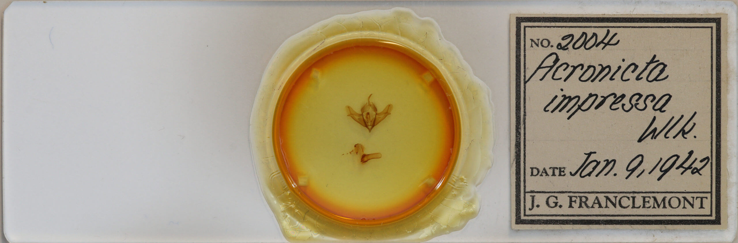 slide view of adult Acronicta impressa