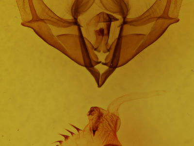 genitalia view of adult Acronicta impressa