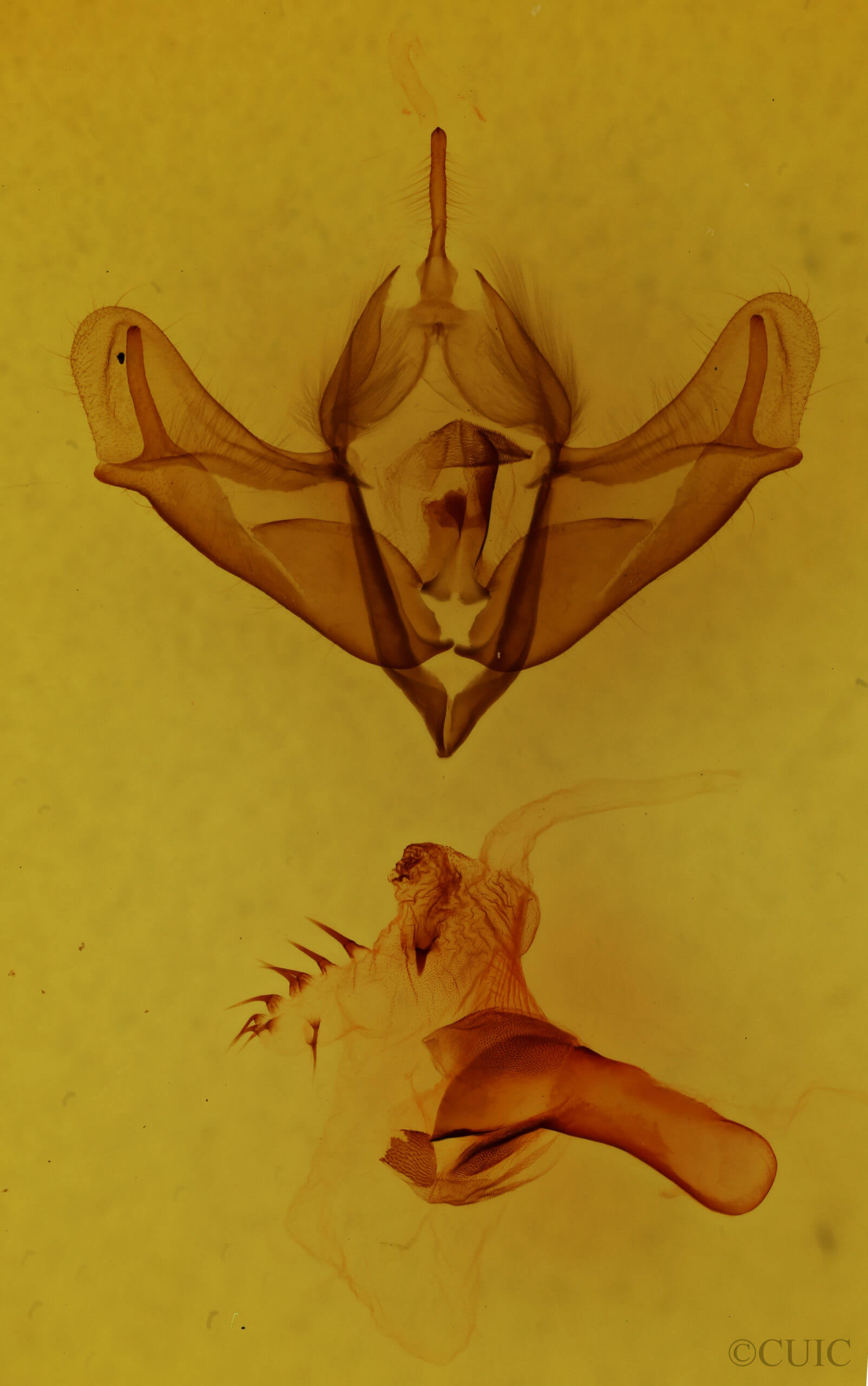 genitalia view of adult Acronicta impressa