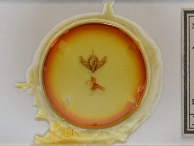 slide view of adult Acronicta impressa