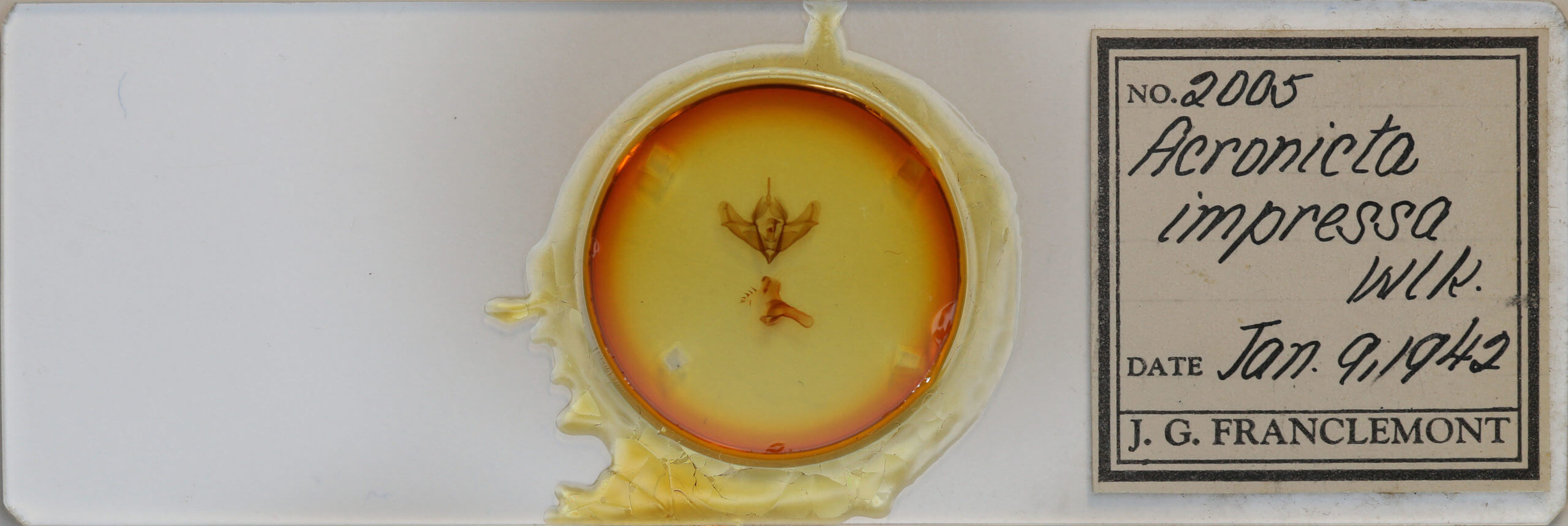 slide view of adult Acronicta impressa