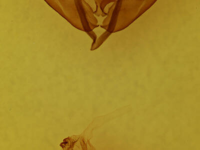 genitalia view of adult Acronicta impressa