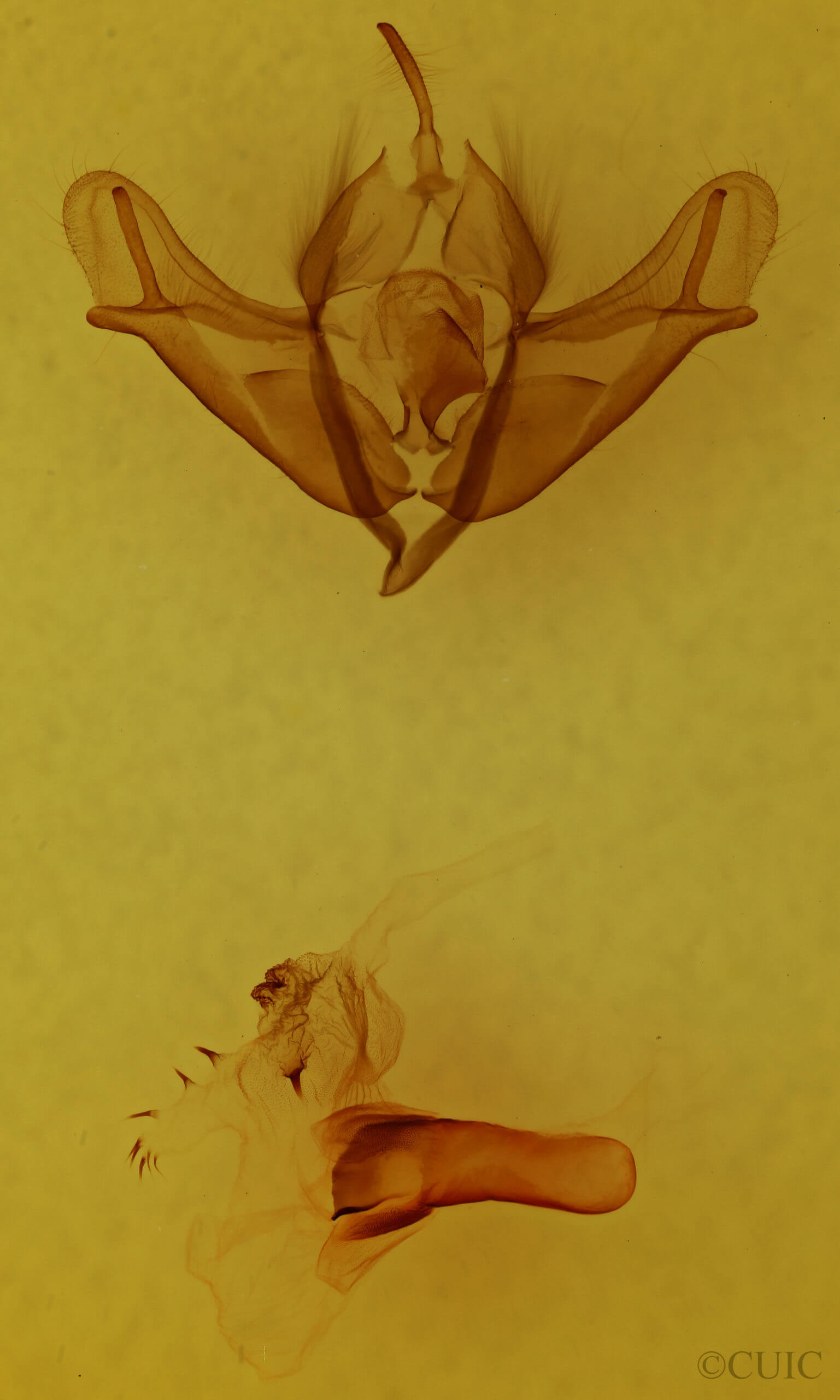 genitalia view of adult Acronicta impressa