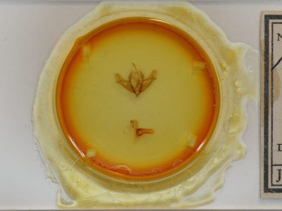 slide view of adult Acronicta impressa