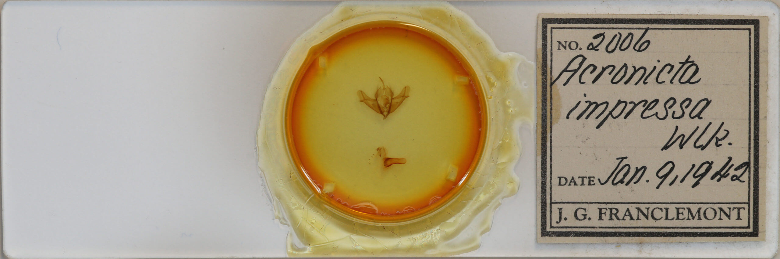 slide view of adult Acronicta impressa